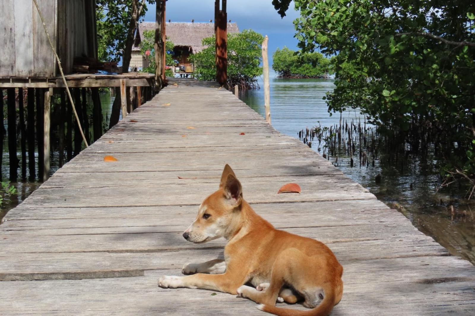 Nyanse Homestay - Raja Ampat Besir Ngoại thất bức ảnh